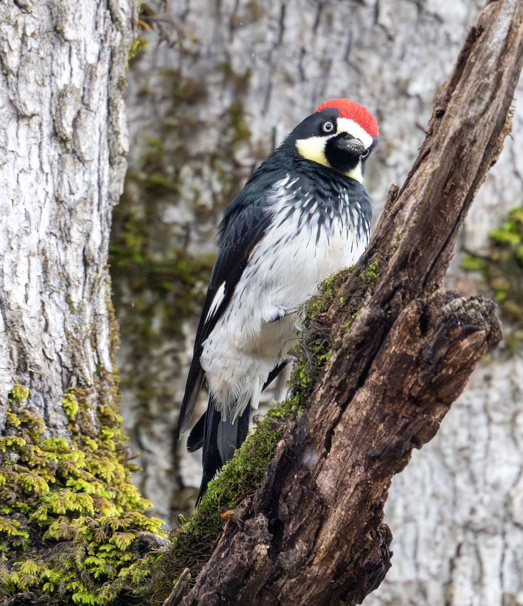 Acorn Woodpecker - Greg Courtney