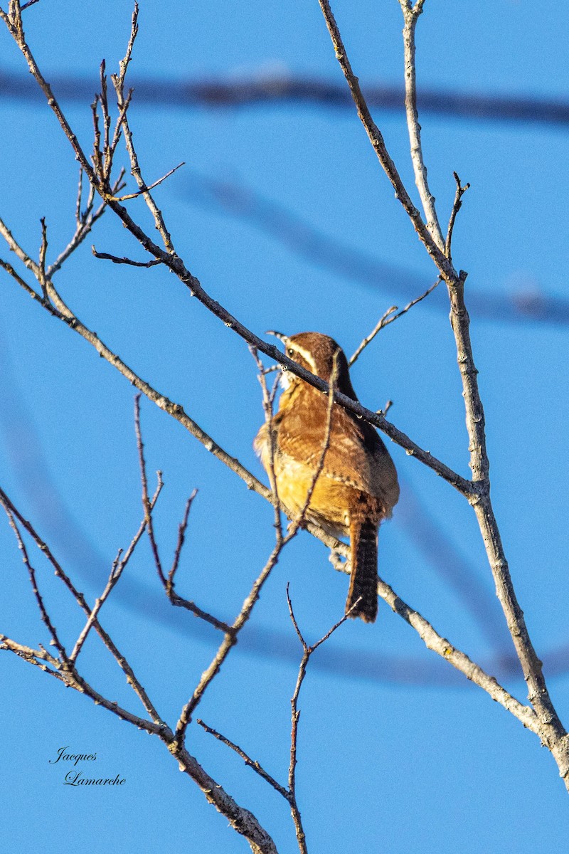 Carolinazaunkönig [ludovicianus-Gruppe] - ML612783918