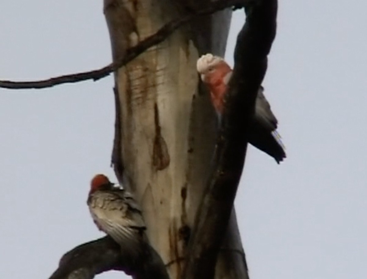 Cacatúa Galah - ML612783931