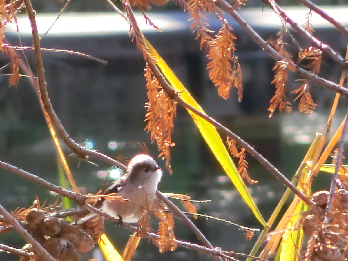 Long-tailed Tit - ML612783936