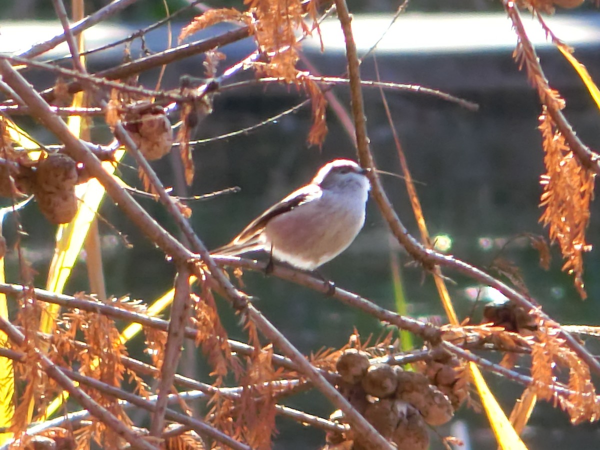 Long-tailed Tit - ML612783939