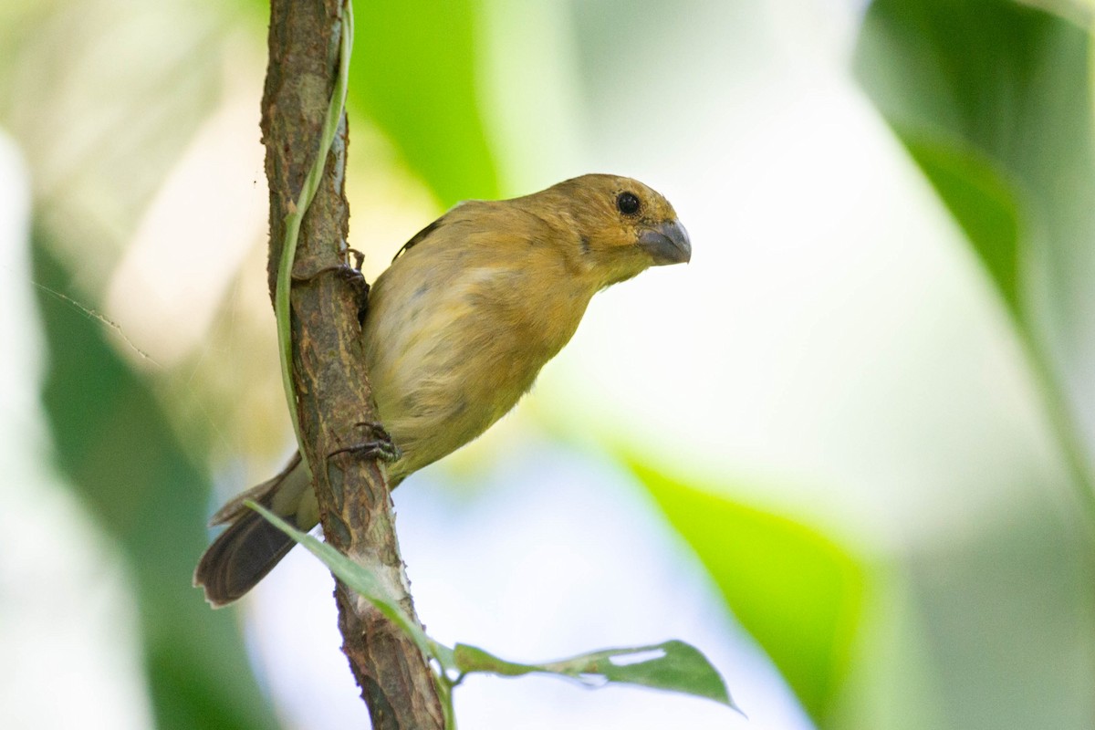 Gray Seedeater - ML612783952