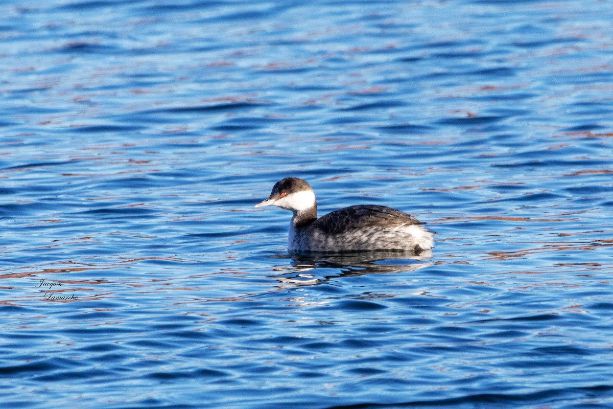 Horned Grebe - ML612783963