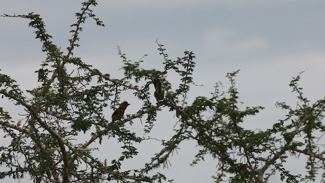 D'Arnaud's Barbet (D'Arnaud's) - ML612783968