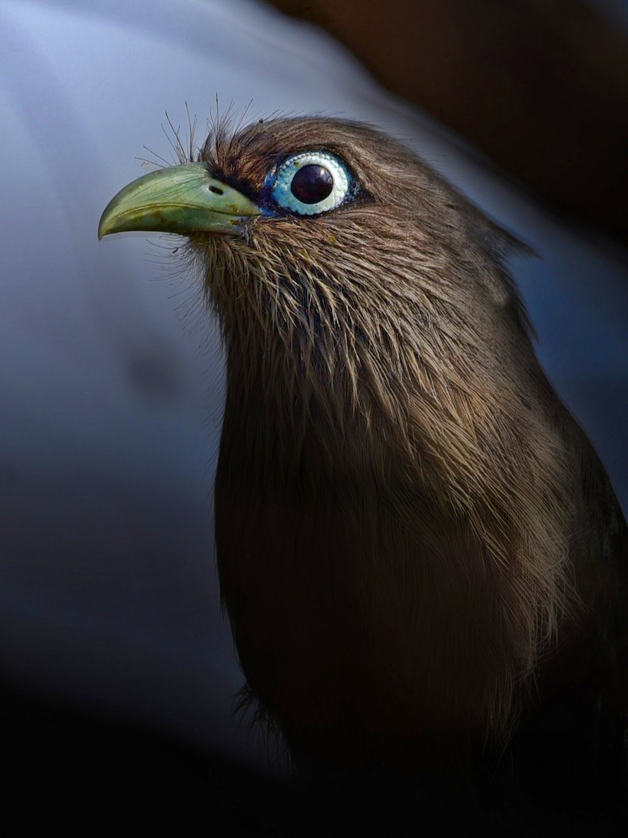 Blue-faced Malkoha - ML612783969