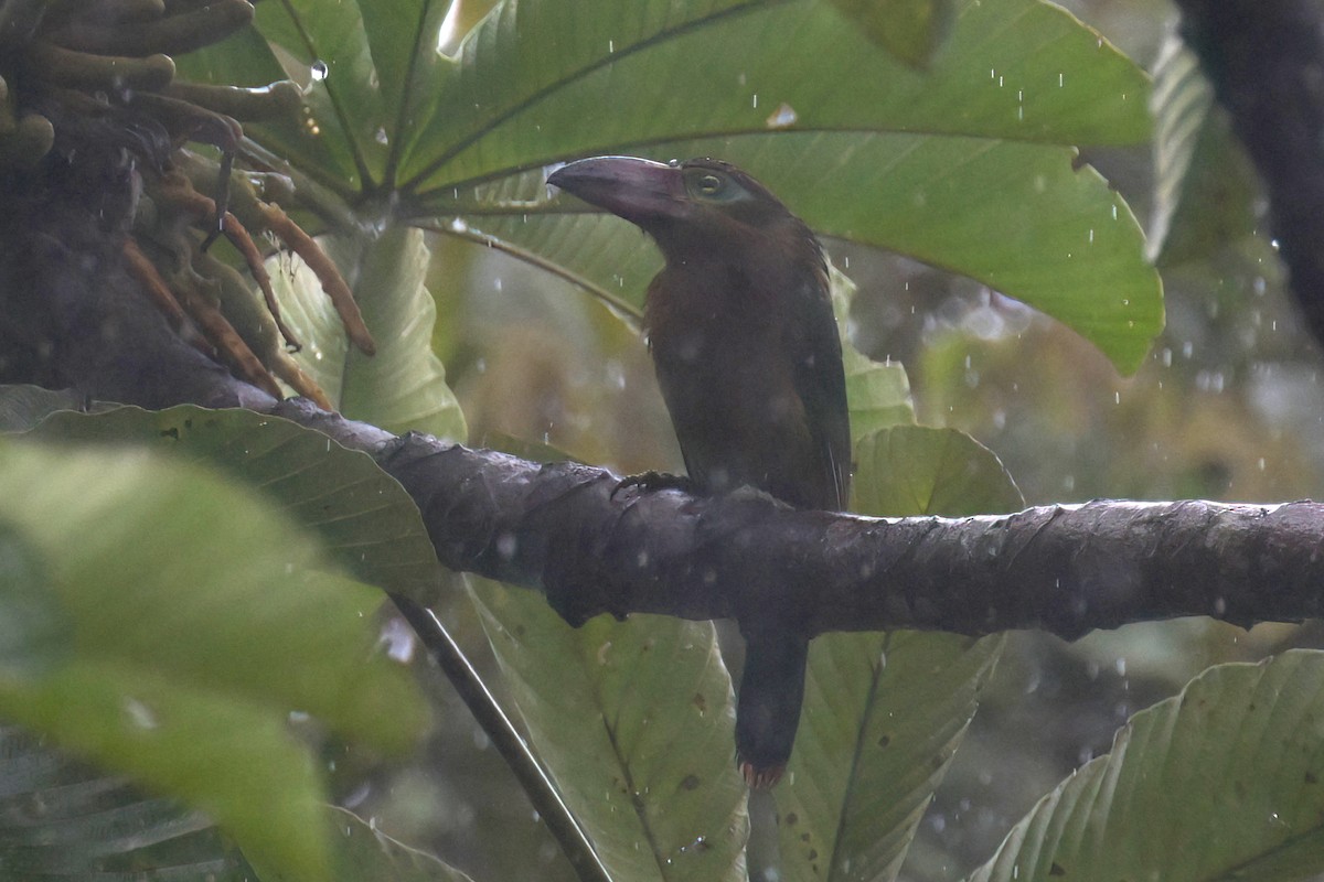 Toucanet de Reinwardt - ML612783981