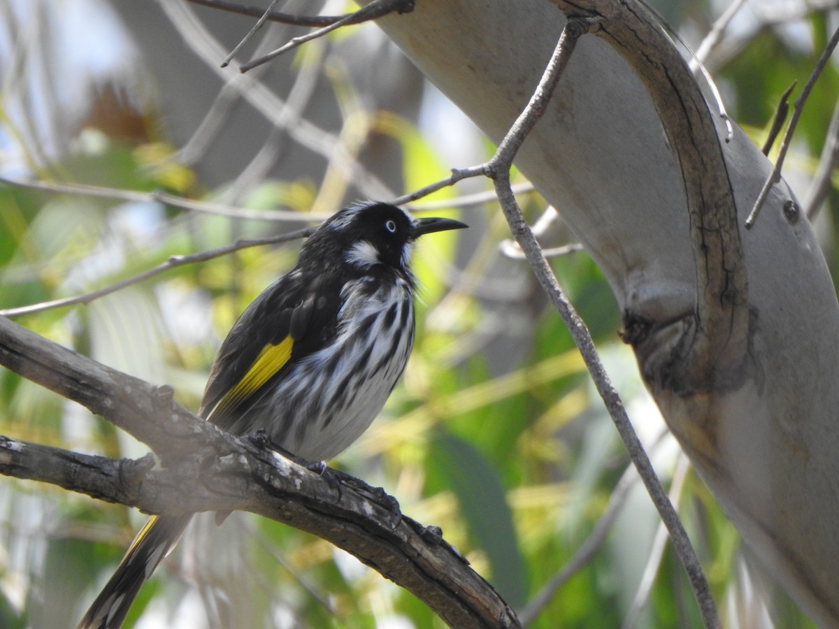 New Holland Honeyeater - Finn Craig-Harding