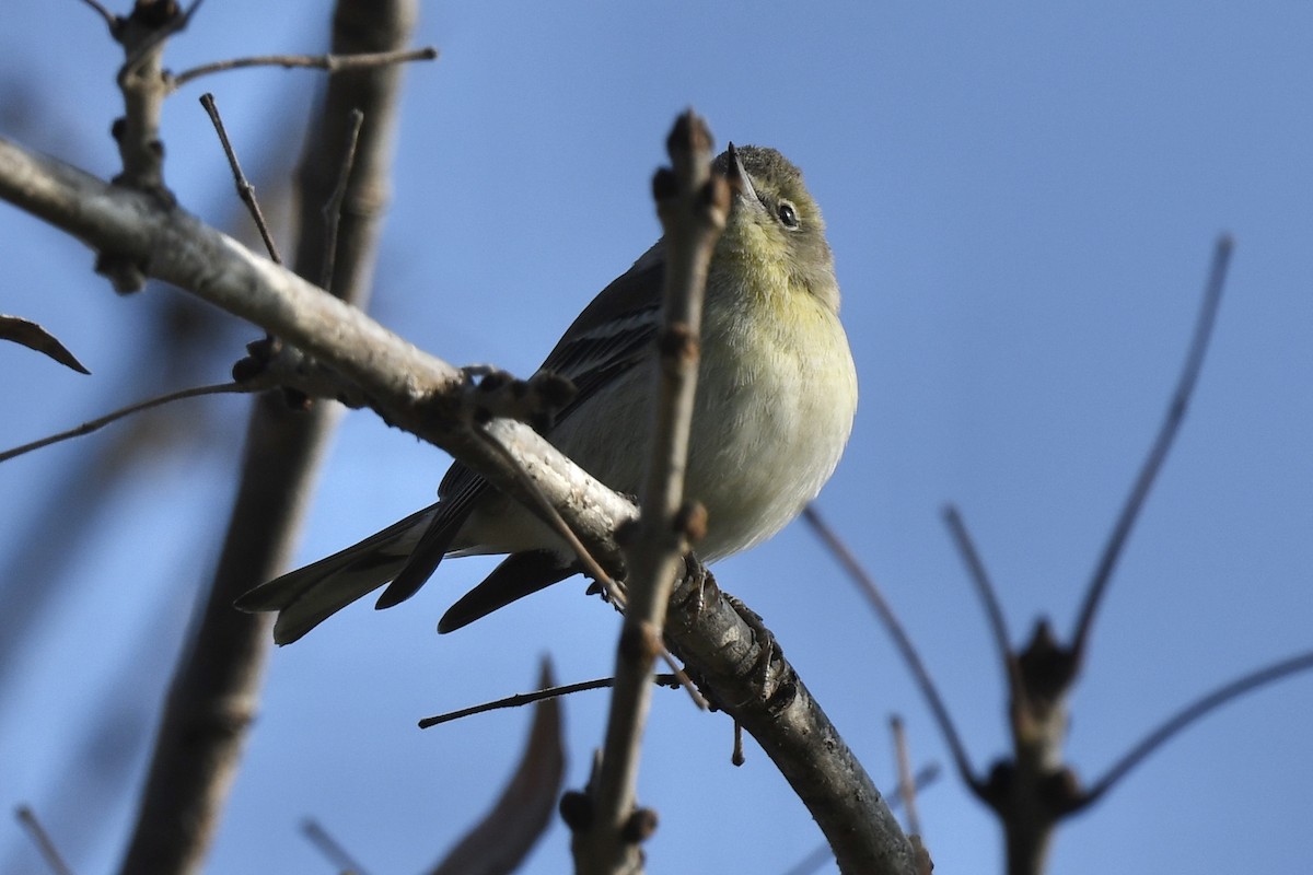 Pine Warbler - ML612784019