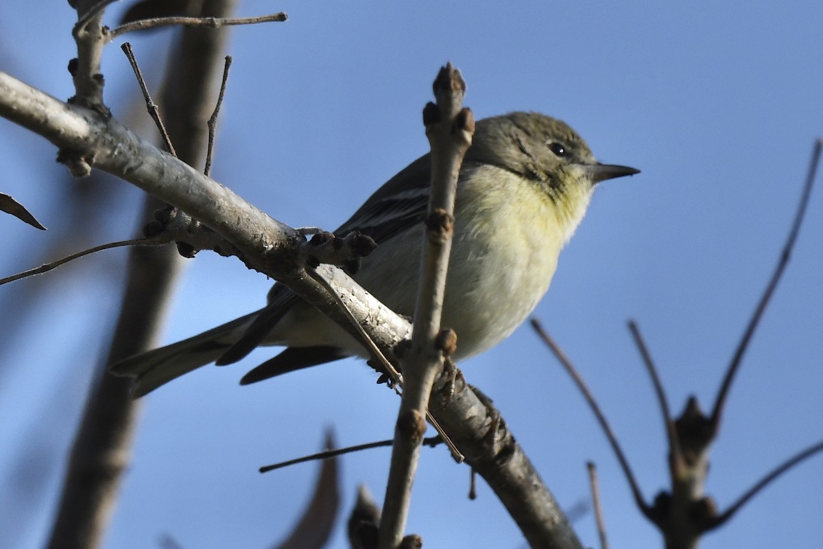 Pine Warbler - ML612784023