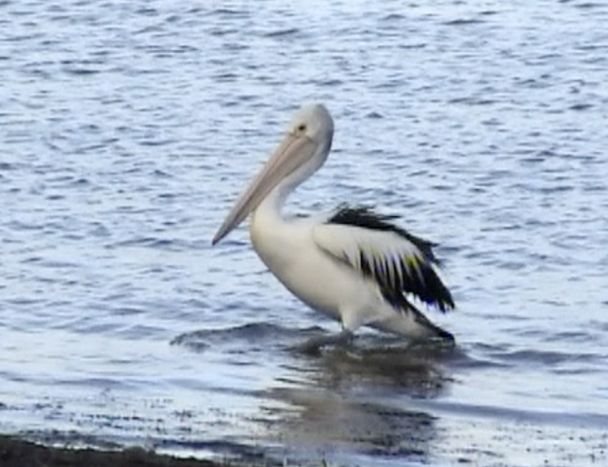 pelikán australský - ML612784038
