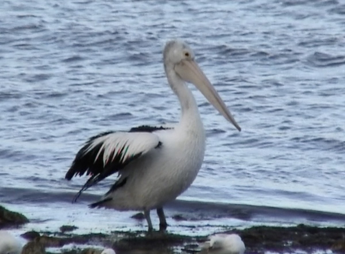 pelikán australský - ML612784039
