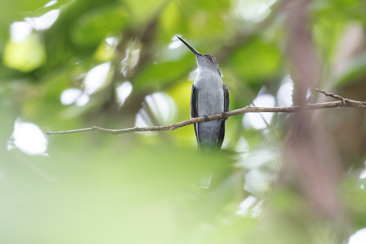 kolibřík šedoprsý - ML612784137