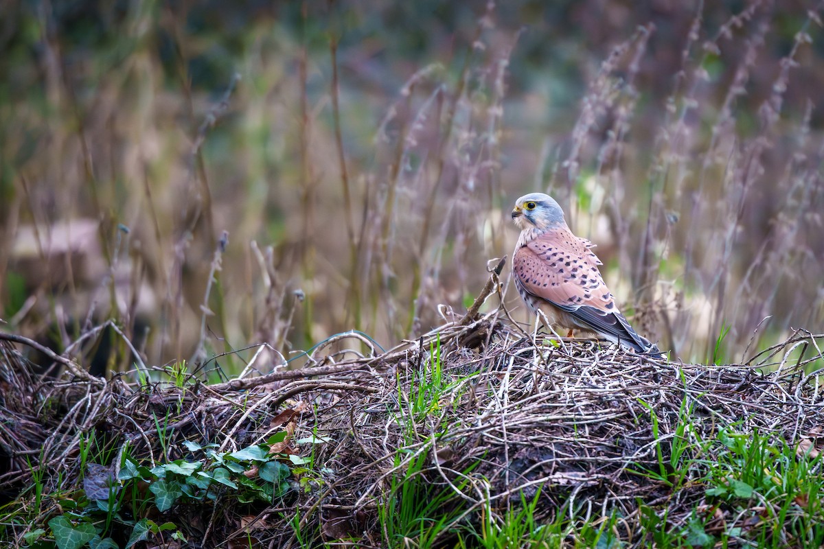 Eurasian Kestrel - ML612784175