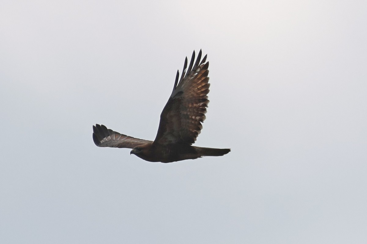 Eastern Buzzard - Yu-Wei (昱緯) LI (李)