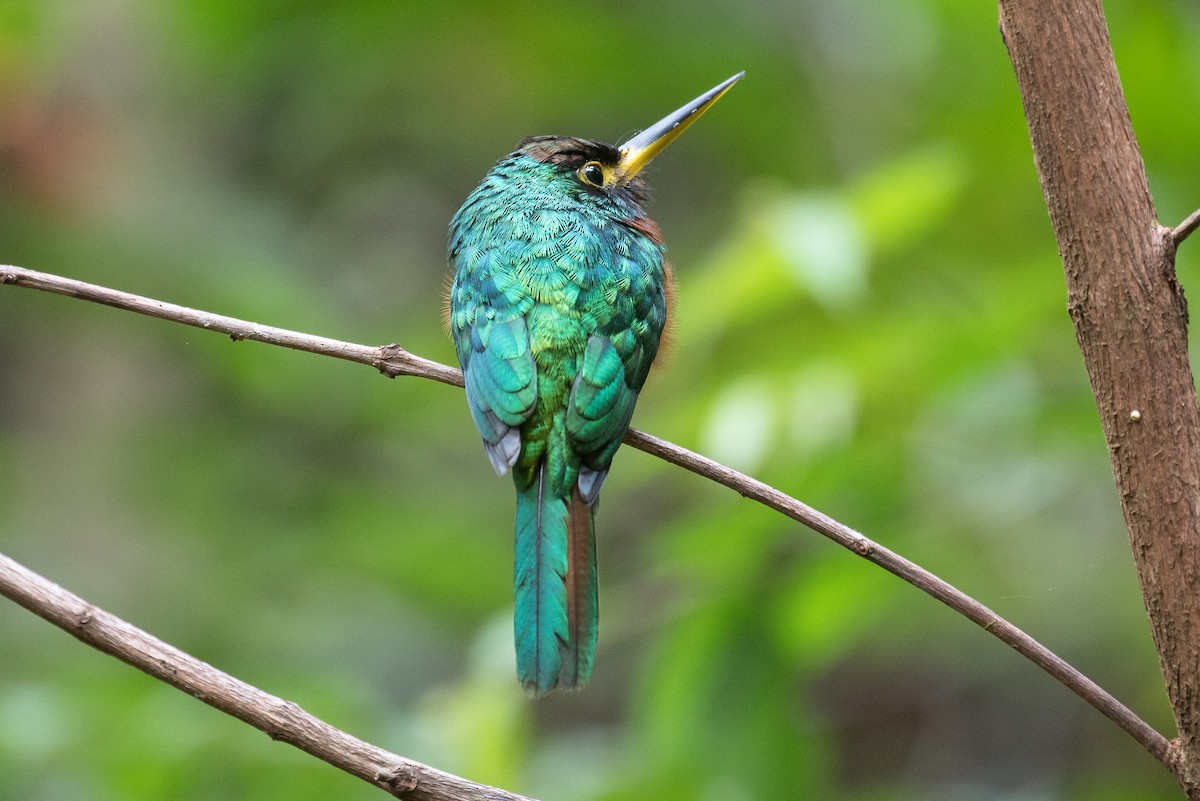 Yellow-billed Jacamar - ML612784252