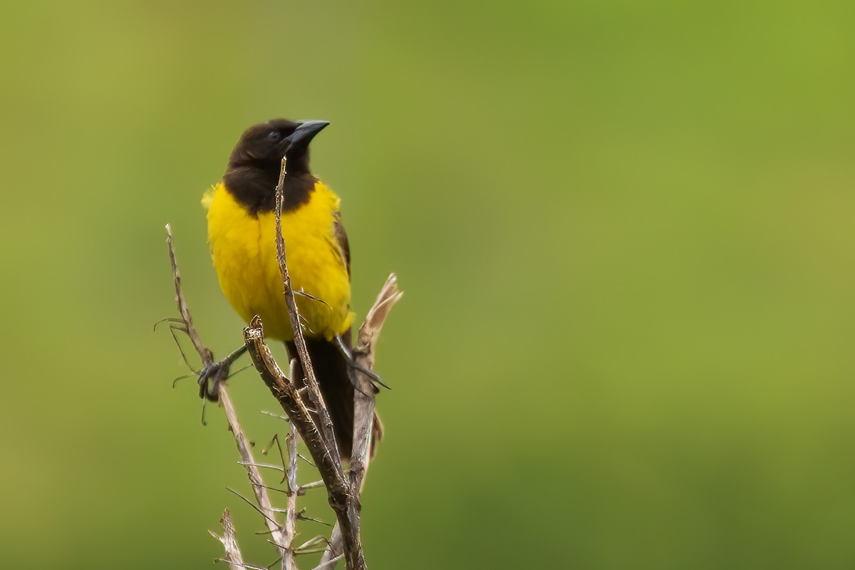 Yellow-rumped Marshbird - Sergio Porto