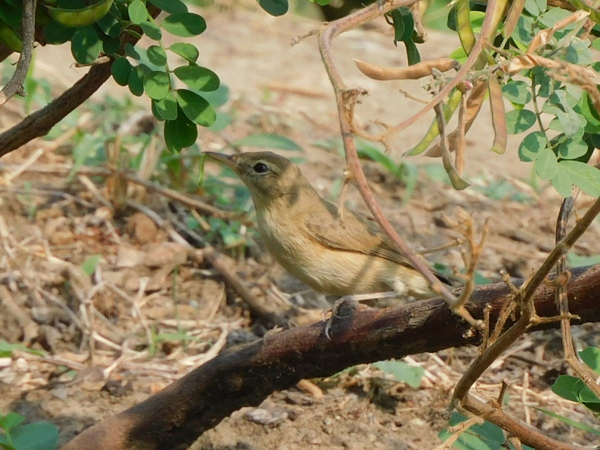 Booted Warbler - ML612784377