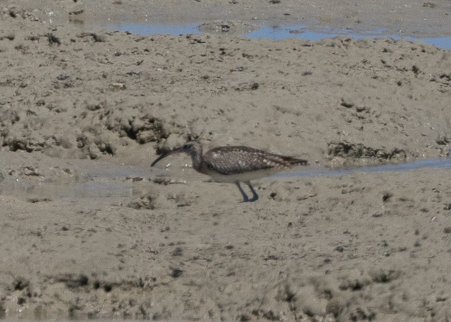 チュウシャクシギ（phaeopus） - ML612784387