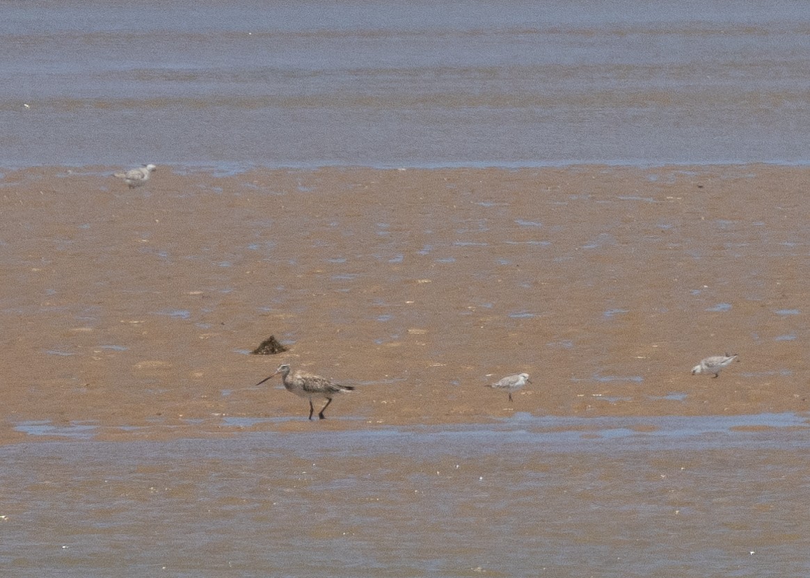 Sanderling - Ian Burgess