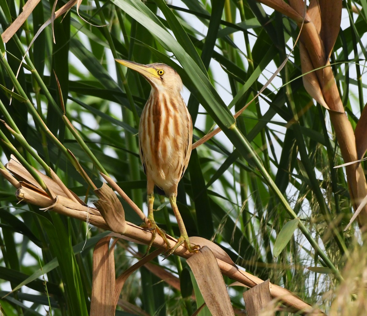 Yellow Bittern - ML612784402