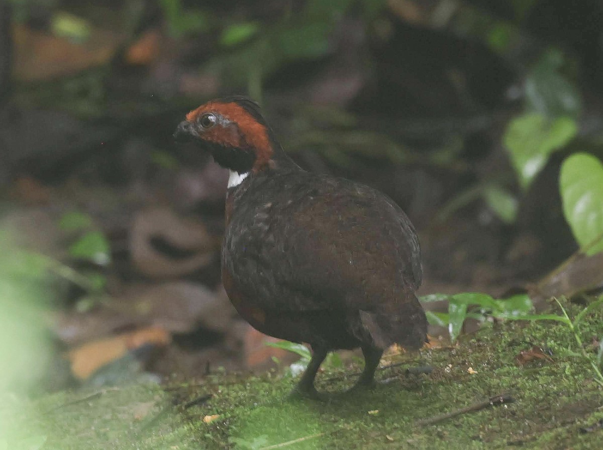 Rufous-fronted Wood-Quail - ML612784416