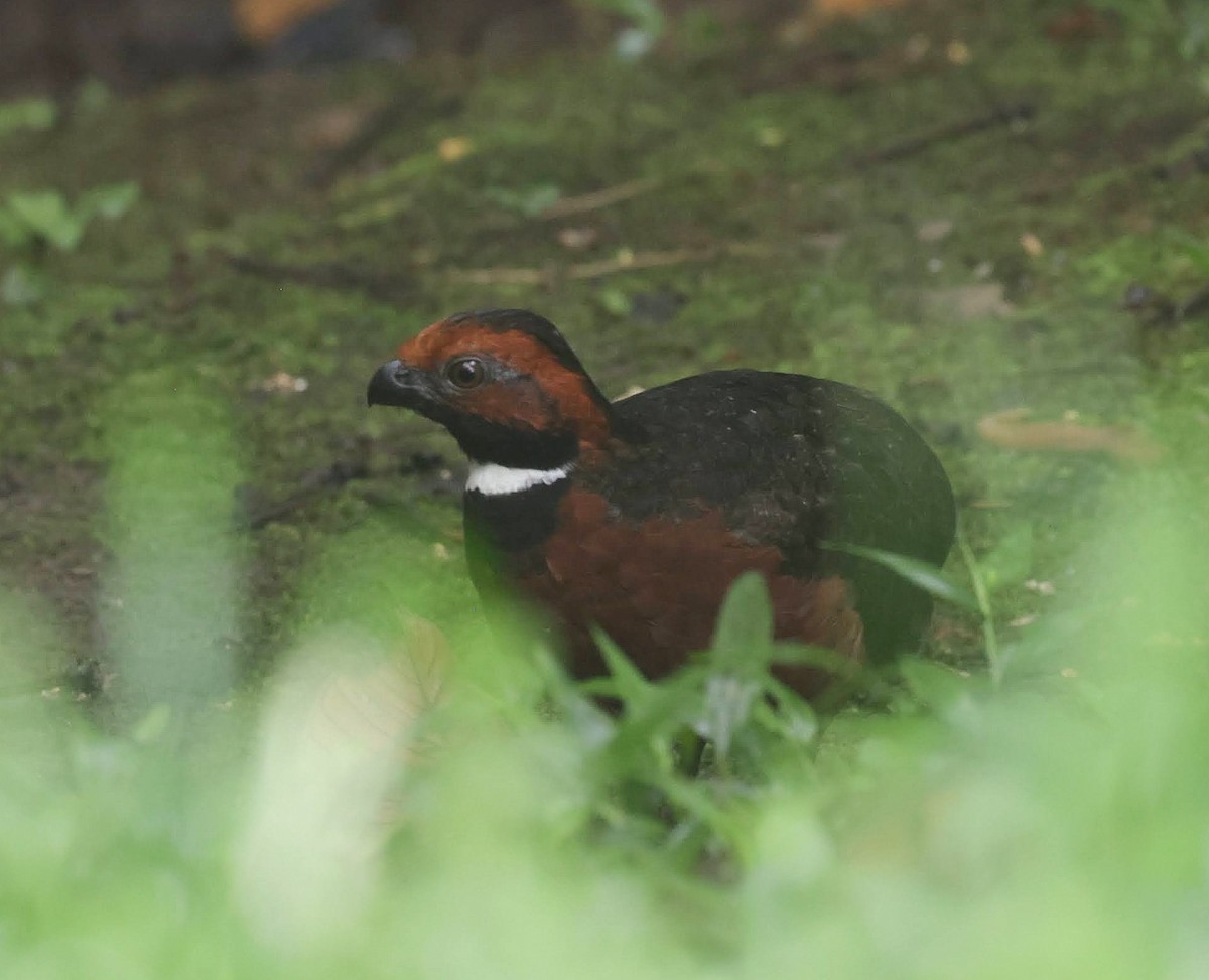 Rufous-fronted Wood-Quail - Chantal Brault