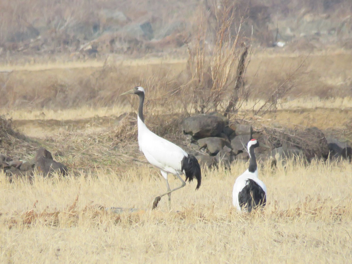 Red-crowned Crane - ML612784550