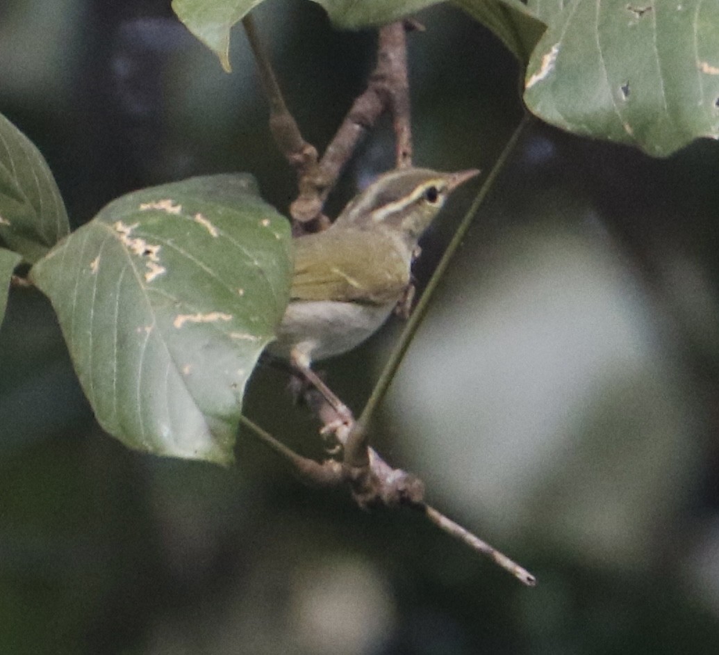 Western Crowned Warbler - ML612784644