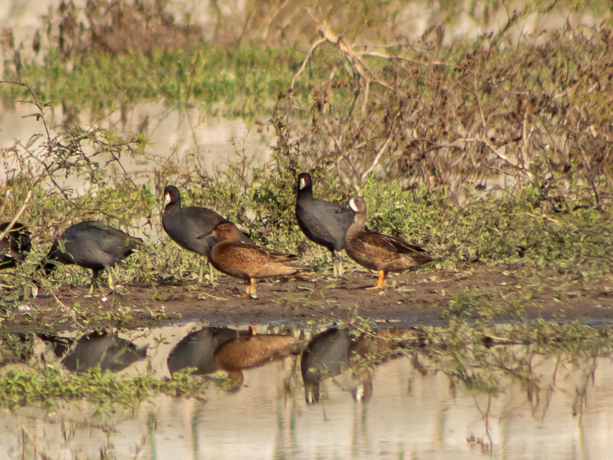 American Coot (Red-shielded) - ML612784720