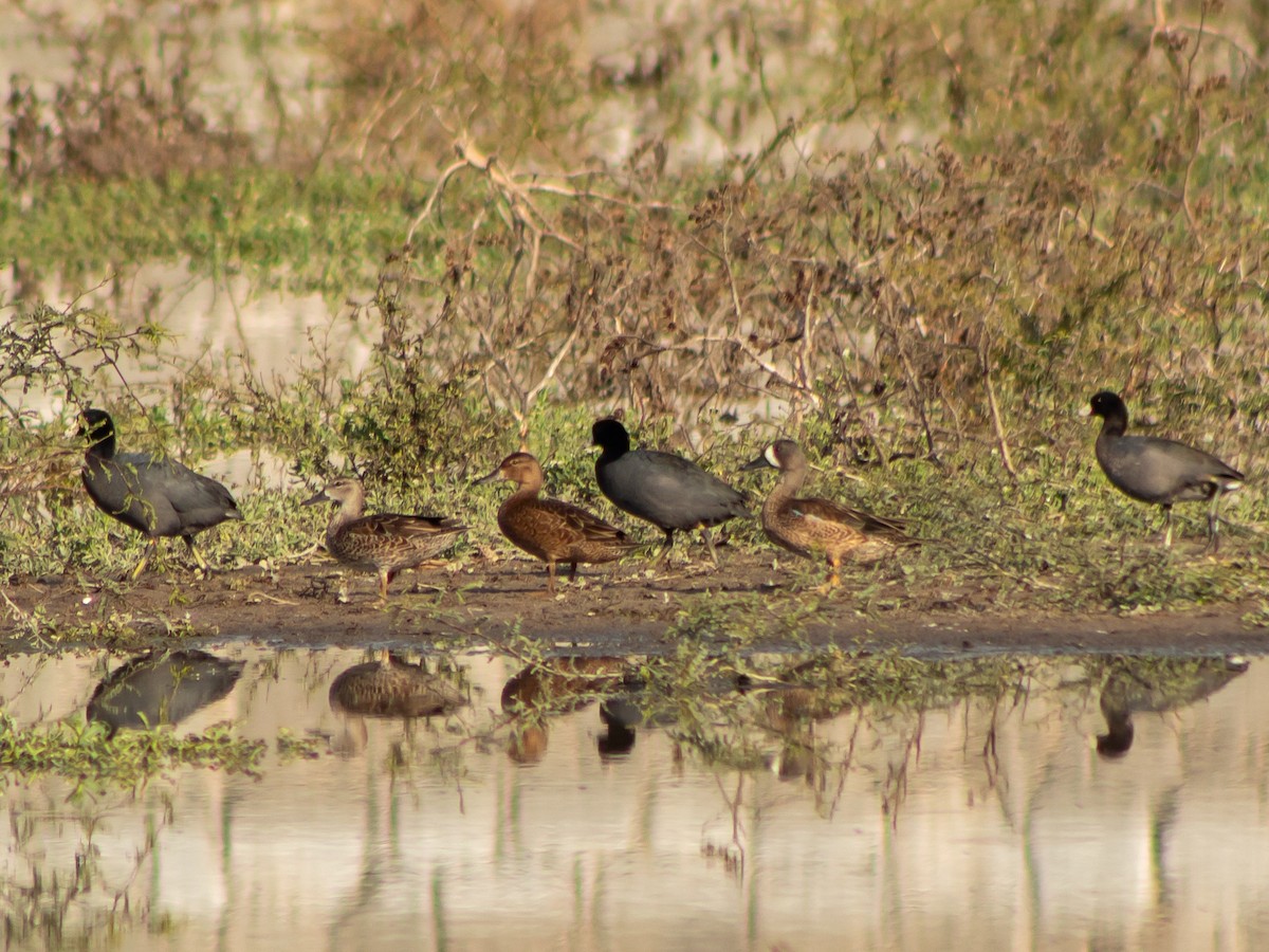 American Coot (Red-shielded) - Alvaro Rojas 𝙌𝙧𝙤. 𝘽𝙞𝙧𝙙𝙞𝙣𝙜 𝙏𝙤𝙪𝙧𝙨