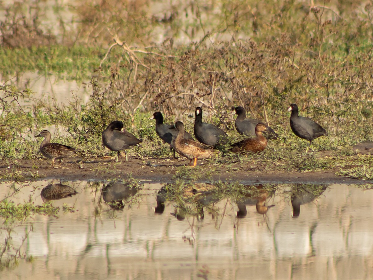 American Coot (Red-shielded) - ML612784731