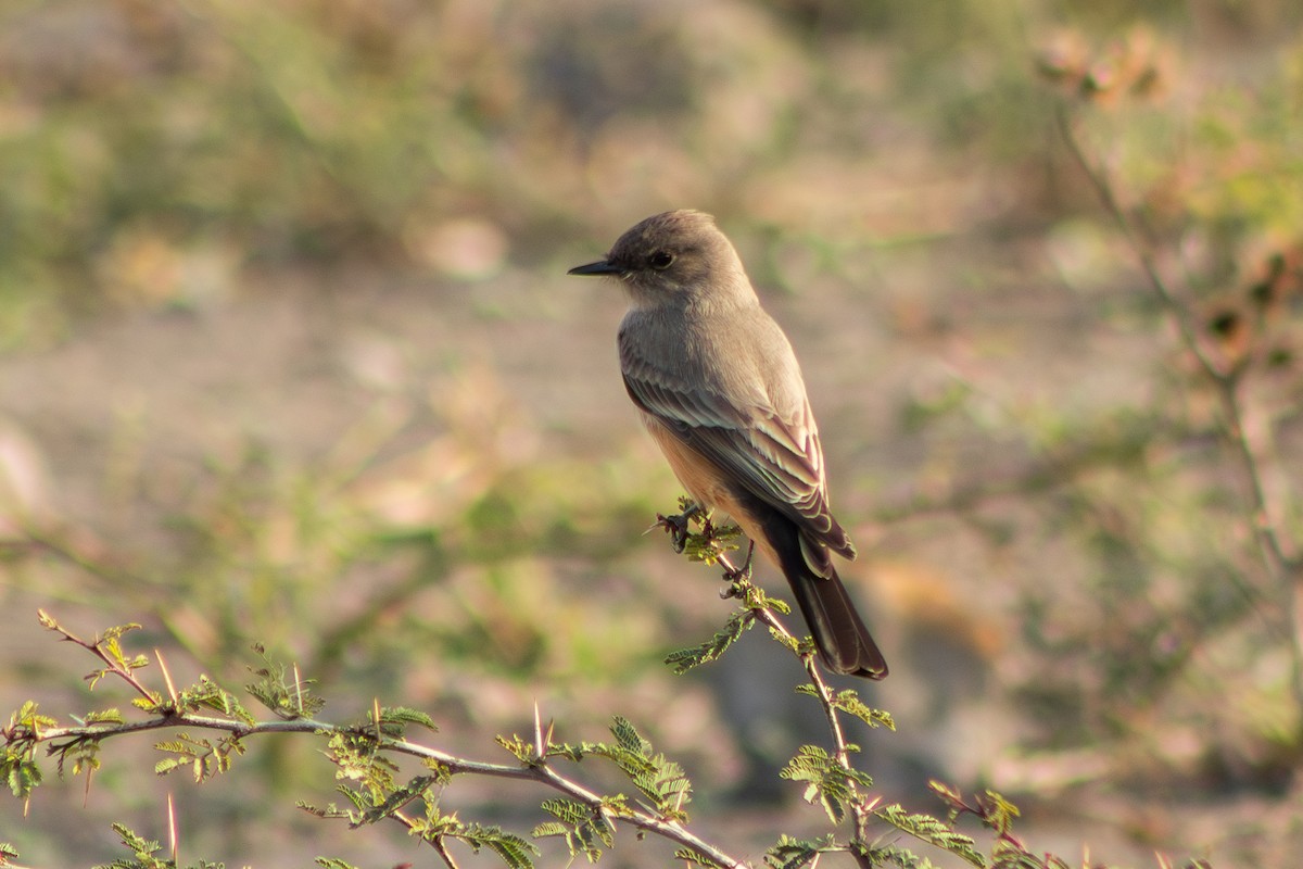 Say's Phoebe - ML612784753