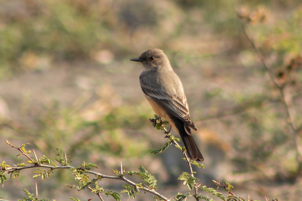 Say's Phoebe - ML612784754