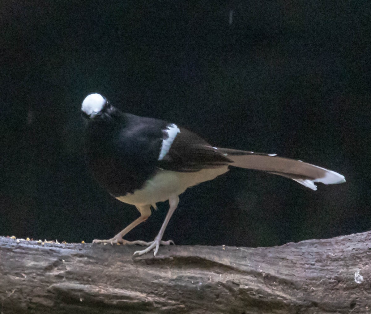 White-crowned Forktail - ML612784785