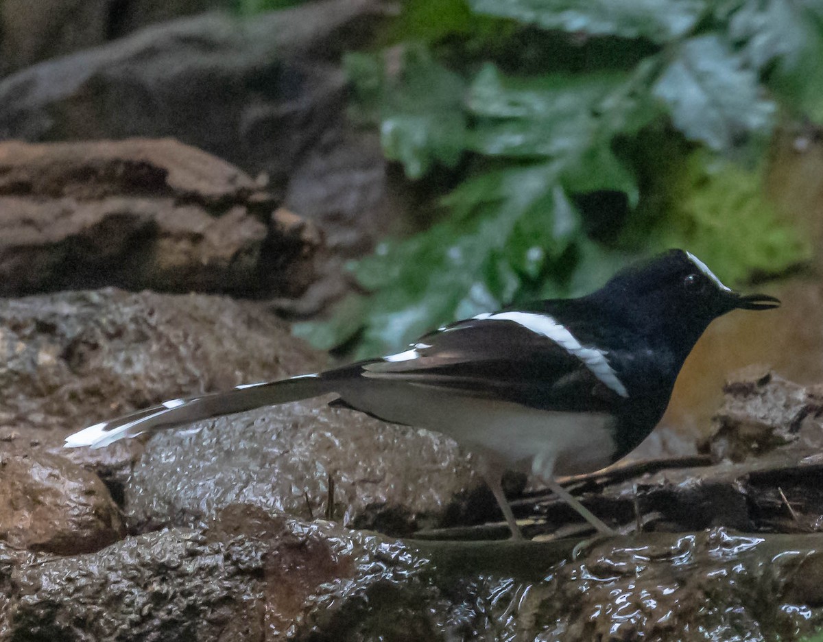 White-crowned Forktail - ML612784805
