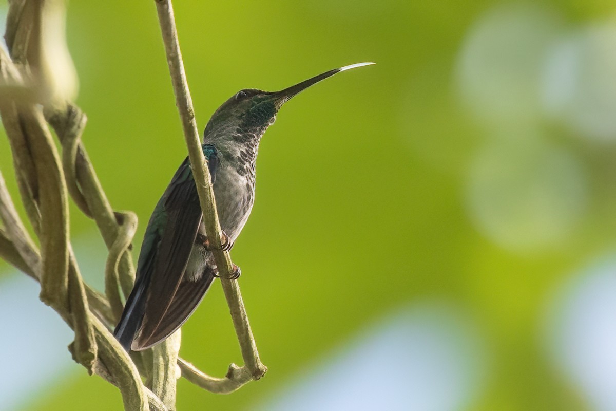 Sombre Hummingbird - Sergio Porto