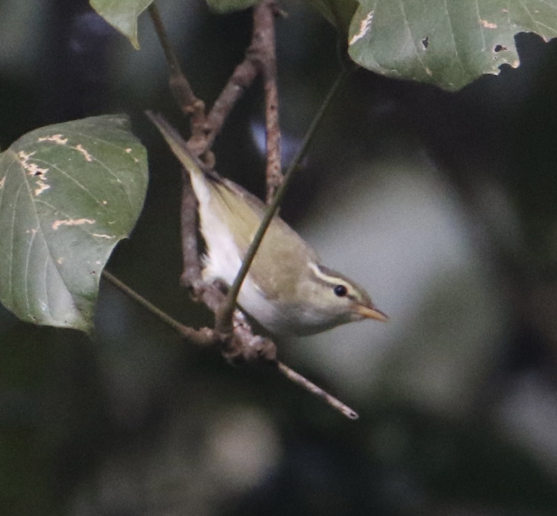 Western Crowned Warbler - ML612784824