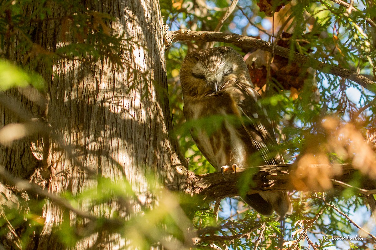 Northern Saw-whet Owl - ML612784865