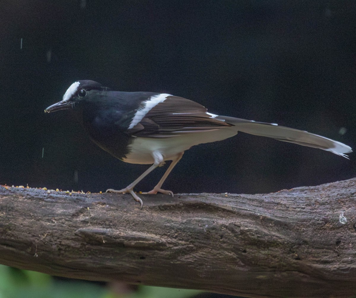 White-crowned Forktail - ML612784971