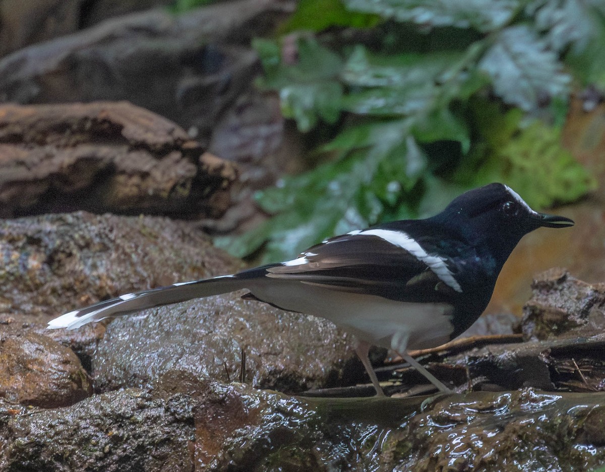 White-crowned Forktail - ML612784975