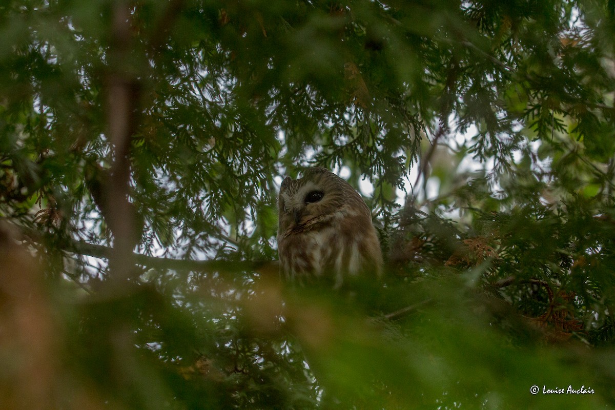 Northern Saw-whet Owl - ML612784981