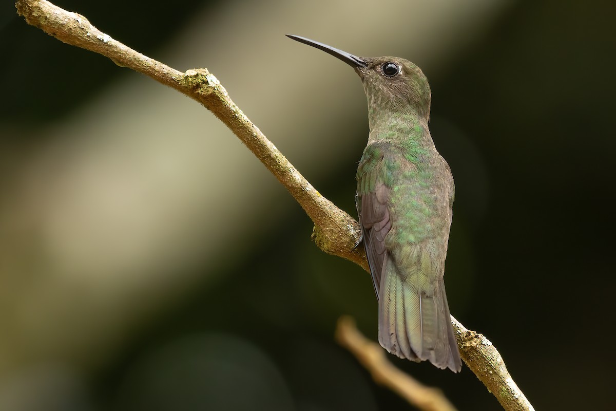 Sombre Hummingbird - ML612784993