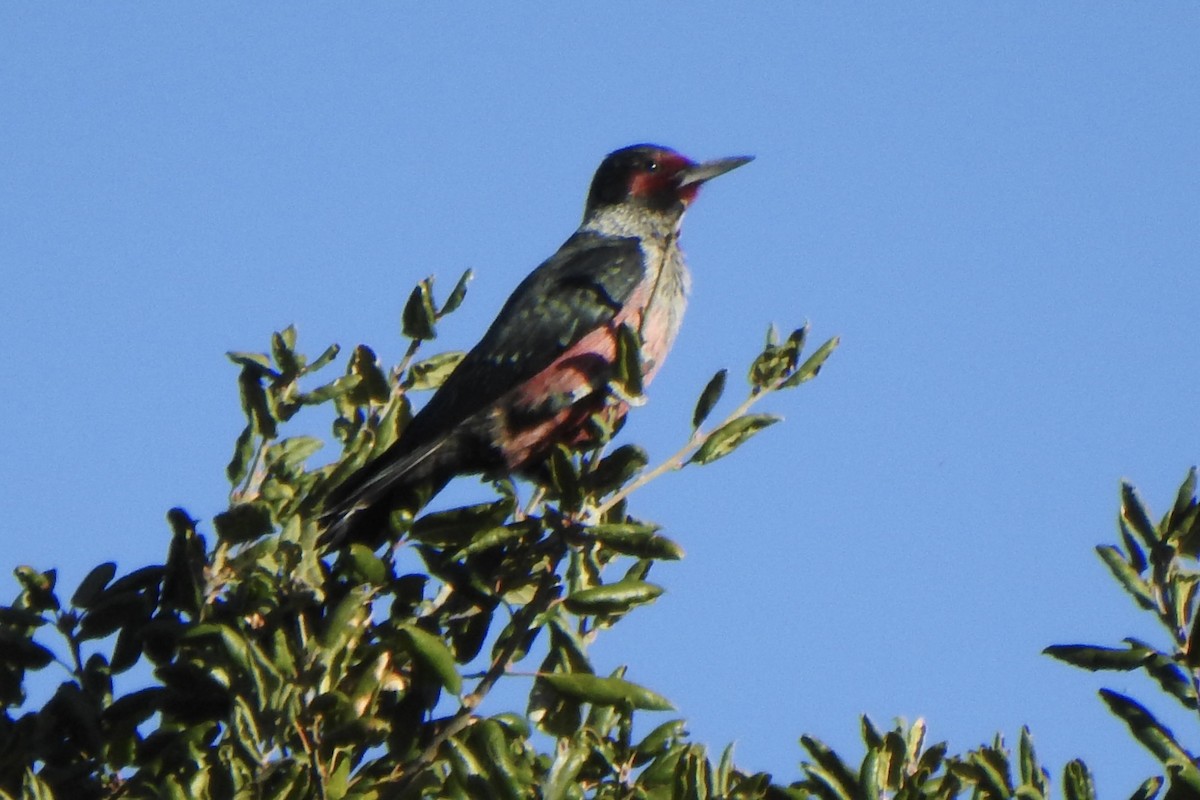 Lewis's Woodpecker - ML612785002