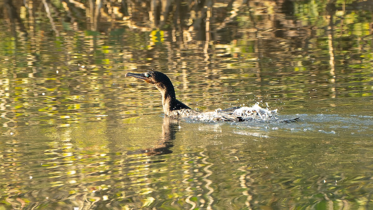 Neotropic Cormorant - Ricardo Mitidieri