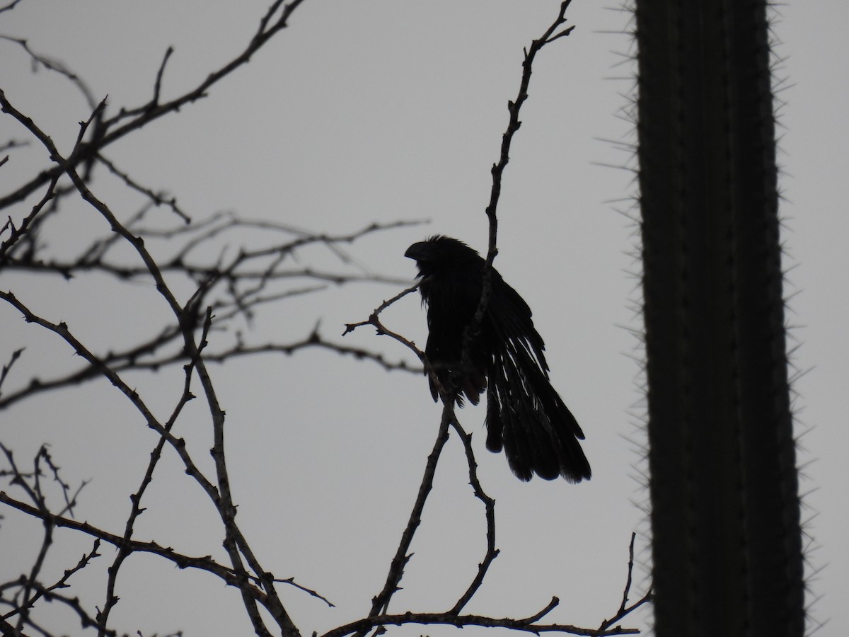 Groove-billed Ani - Tim Flight