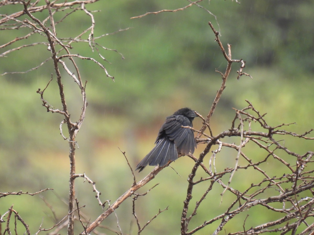 Groove-billed Ani - ML612785026