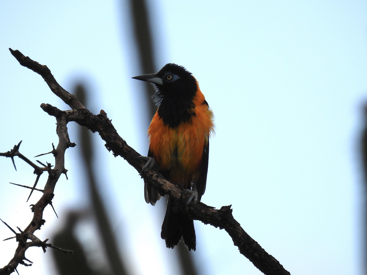 Venezuelan Troupial - ML612785063