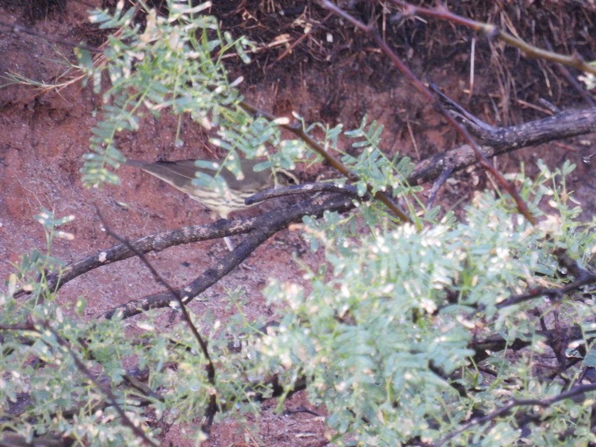 Northern Waterthrush - ML612785087