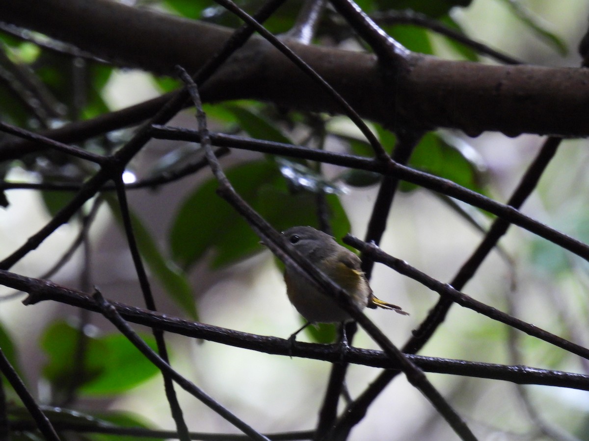 American Redstart - Tim Flight