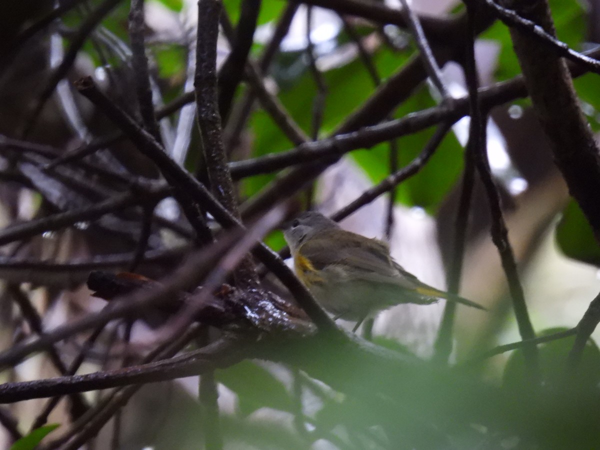 American Redstart - Tim Flight